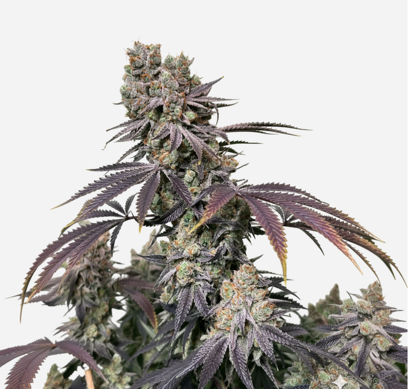 Grandpa Zombie genetics, Фасовка: 5+2